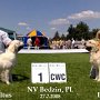 NV, Bedzin (PL) 2008