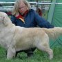Club Show in Humpolec (12.05.2012) - Champion Class - Exc. 4 