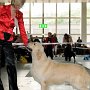 Intercanis Brno 2011